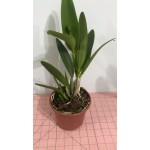 Orquídea -  Blc Momilani Raibow 